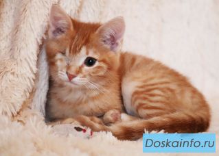 Ласковый рыжий котёнок Пиратик в самые добрые руки