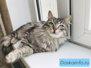 Юная серебристая красавица-кошка Милли в добрые руки