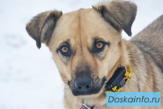 Отдам небольшую собаку Бу в добрые руки
