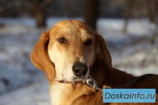 Сильная дружелюбная собака Луша с внешностью гончей в дар