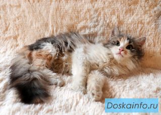 Воспитанная трёхцветная кошечка Василиса в дар