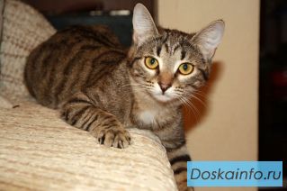 7-месячная кошка Зена ищет новый дом