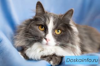  Кошечка в поисках ДОМА