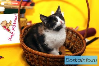 ИЩЕМ СЕМЬЮ для очаровательного котенка