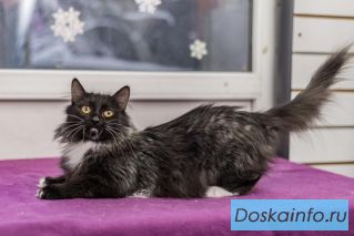 Чудесный котик Марсель ищет дом! 