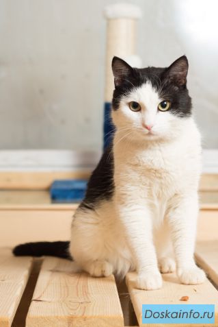 Чудесный котик Анатоль ищет дом!