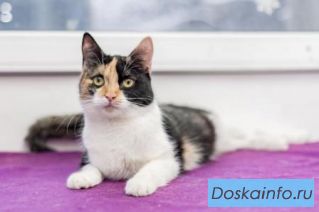 Очаровательная кошечка Бася ищет дом! 