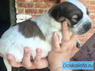 Отдам Красотку в хорошие руки