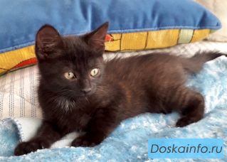 Котёнок-девочка в хорошие ручки!!!