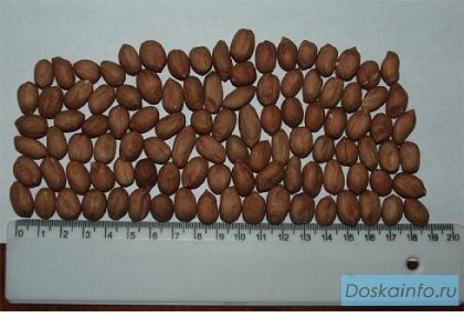 Предлагаю  прямые  поставки  арахиса из Аргентины