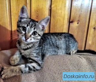 Котята бесплатно