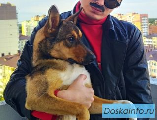 Отдам собаку 