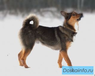 Маленький пёсик в добрые руки