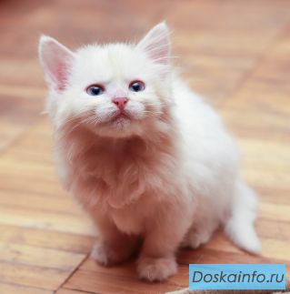 Шикарные котята в дар!
