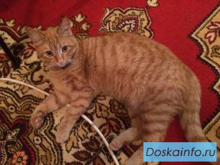 Помогите домашнему питомцу БАРСИКУ