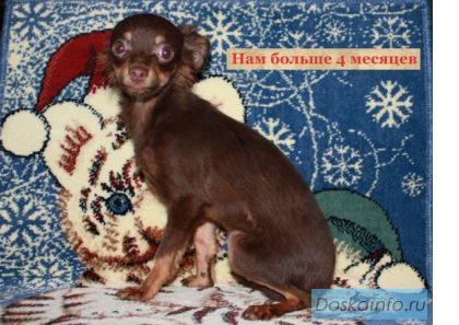 Русский той д/ш