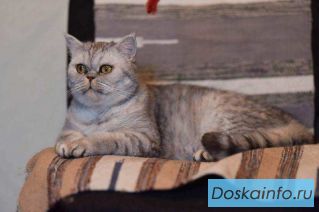 Кошка Микаэла в добрые руки