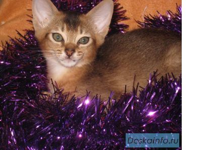 Продаётся абиссинский котик