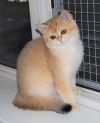 Британские золотые котята, Санкт-Петербург