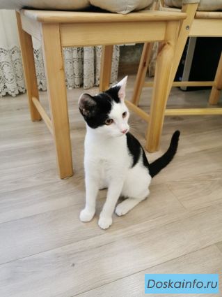 Котенок Лиза ищет хозяев