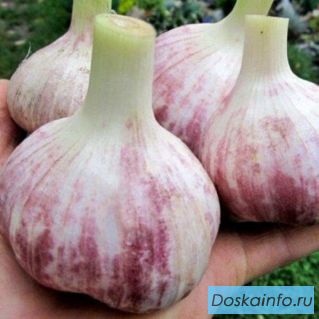 Купить лучшие сорта чеснока для осенней и весенней посадки
