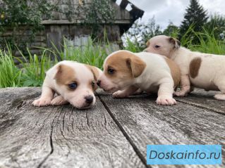 Щенки джек рассела