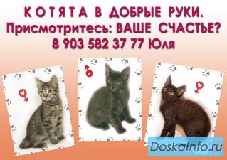 Подарим ласковое мурчащее счастье