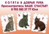Подарим ласковое мурчащее счастье