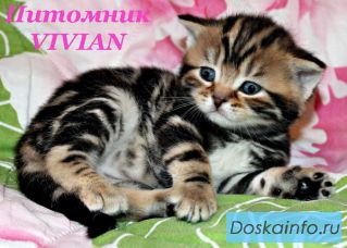 Британские котята черный мрамор.