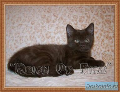 Питомник британских кошек 'Reign of Fire' предлагает к продаже котят