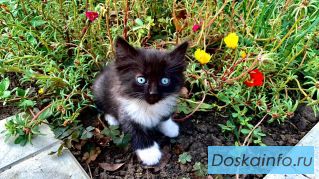Ласковые котята в дар