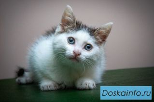Маленький голубоглазый кошачий ангел Скайрим ищет свою идеальную, любящую семью!