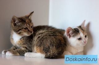 Сестренки - котята ищут дом!