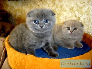 Котята плюшевые фолд. страйт. и хайленд !