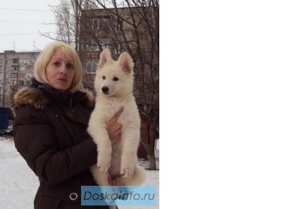 Белая швейцарская овчарка щенки