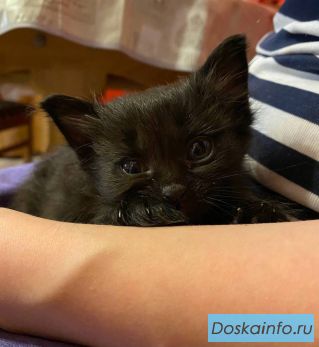 10 чудесных котят