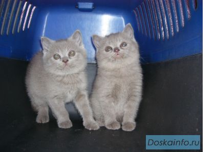 Продам британских котят