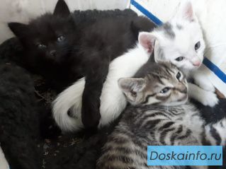 Отдам котят в добрые руки