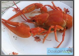 Продам раки варено-мороженые, речные раки в Перми