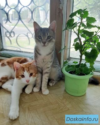 Прелестные котята в добрые руки