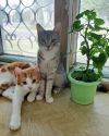 Прелестные котята в добрые руки