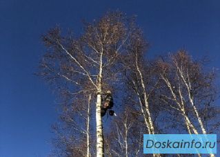 Удаление деревьев любой сложности, расчистка участков, дробление пней