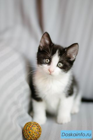 СПб и ЛО. Котенок Пашка ищет дом