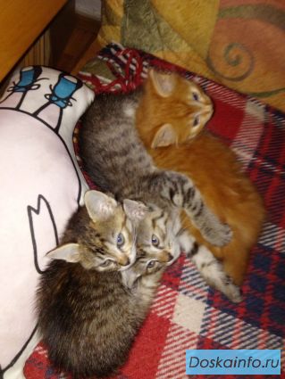 Отдадим двух преестных котят