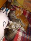 Отдадим двух преестных котят