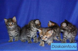 Котята Курильского бобтейла, Пермь