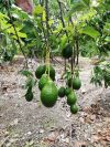 Уменьшенная картинка