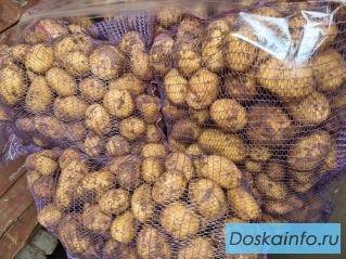 Картофель оптом