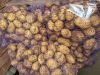 Картофель оптом