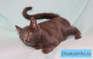 Красавица Санса ищет дом